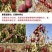 精品新疆和田大枣皮薄肉厚核小全国发货价格美丽欢迎来电洽谈
