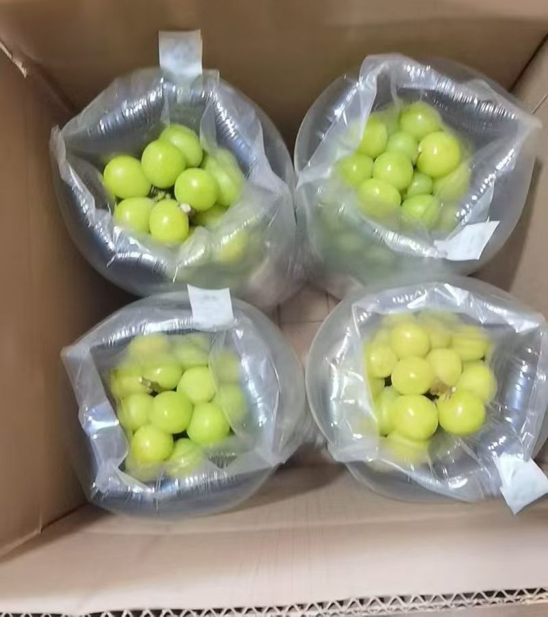 无锡产EPA葡萄（阳光玫瑰）