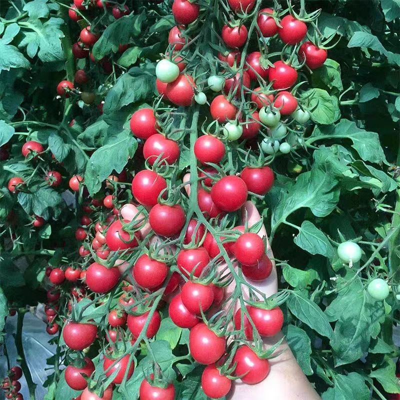 仙桃6号小番茄种子抗病强耐贮运千禧樱桃粉果小西红柿