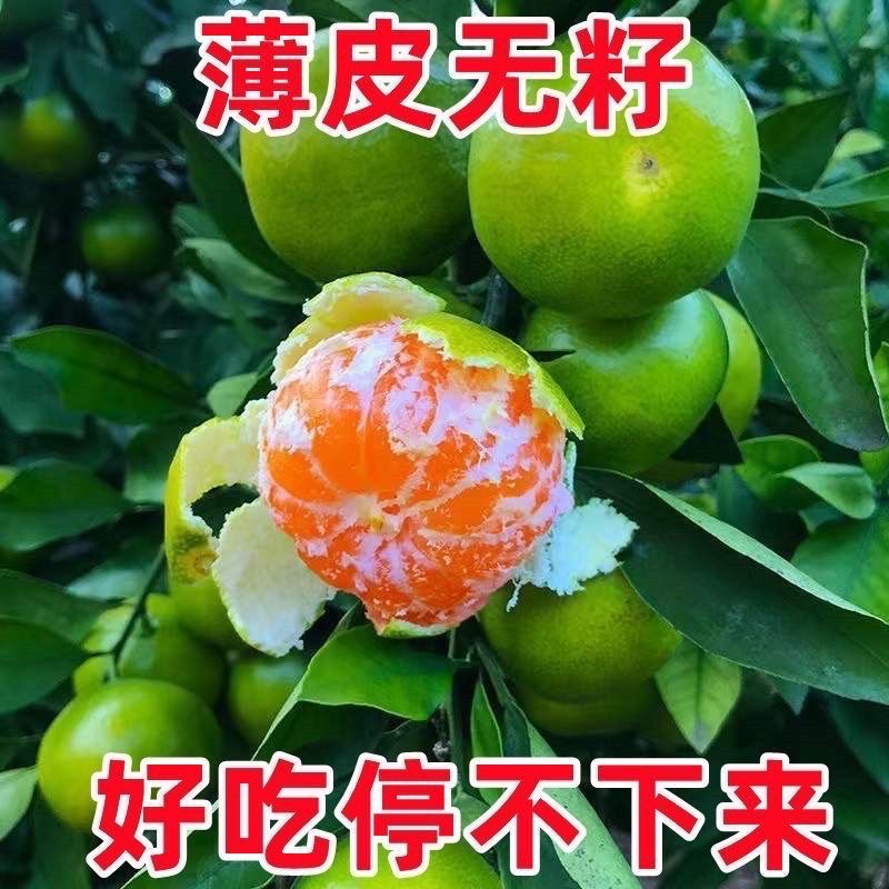 《实力》蜜橘产地直发对接商超团购电商一条龙服务全国发货