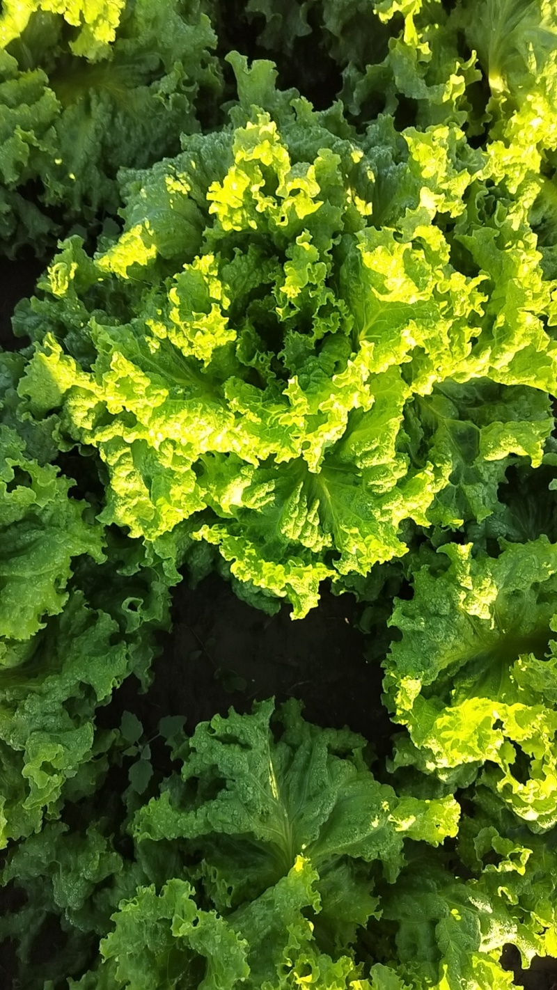 罗马生菜