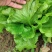 罗马生菜