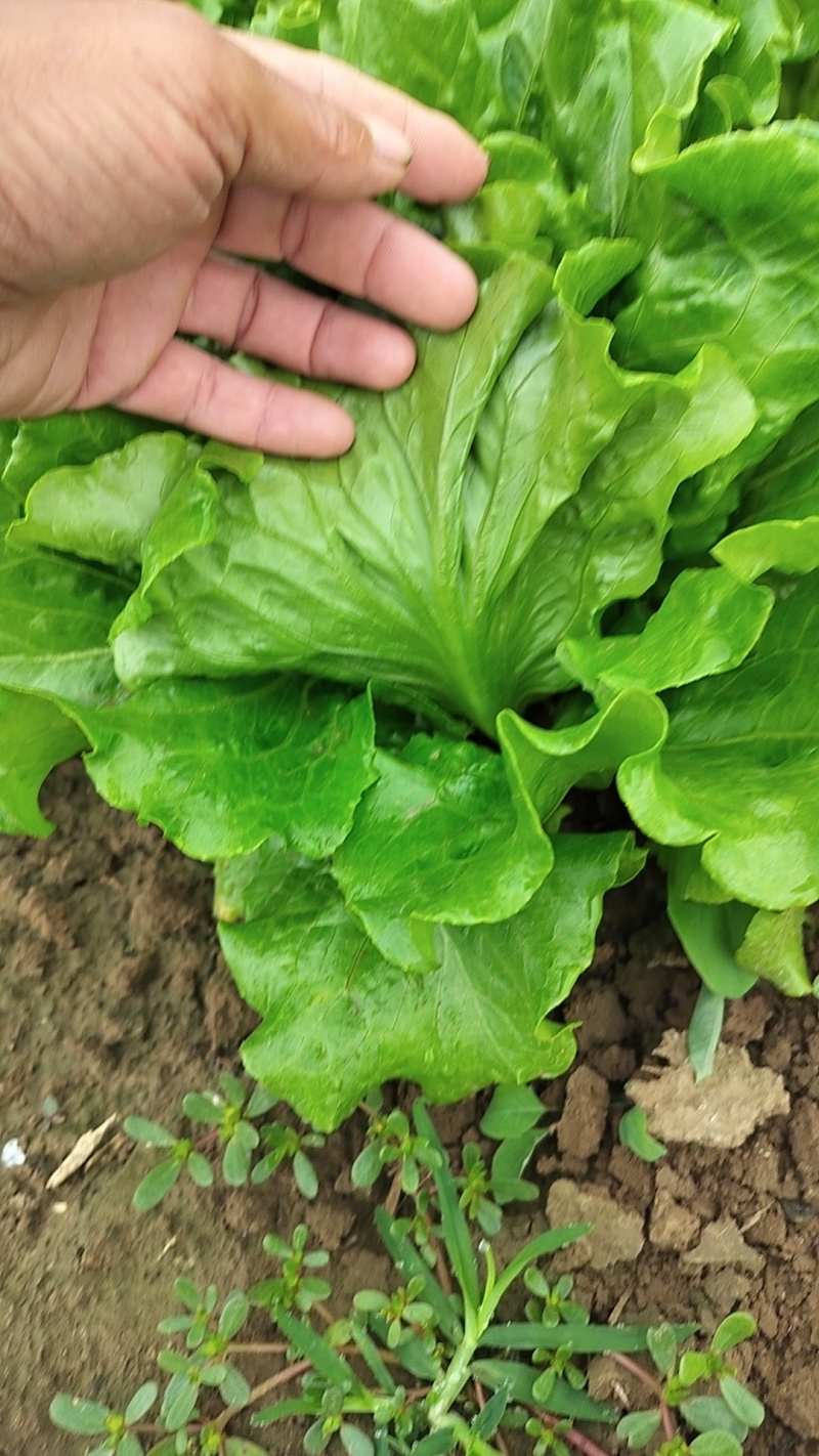 罗马生菜