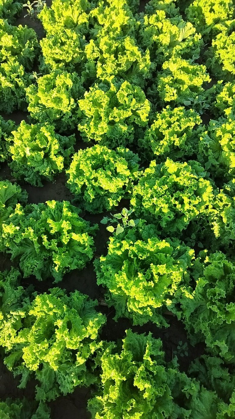 罗马生菜