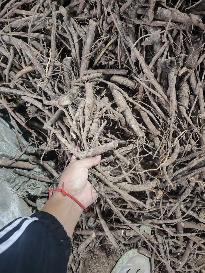 芍药鲜根