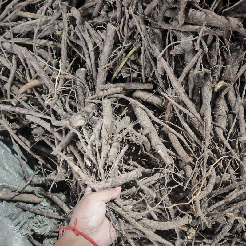 芍药鲜根