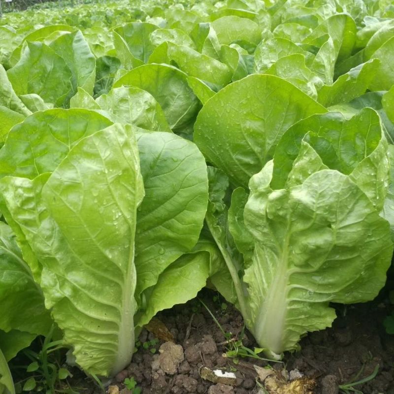 绿领速腾236快菜种子速生小白菜南北方春夏秋阳台盆栽