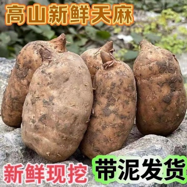 《天麻》红天麻基地直发保质保量对接全国一条龙服务