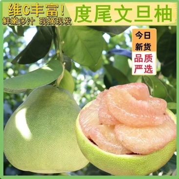 度尾文旦柚