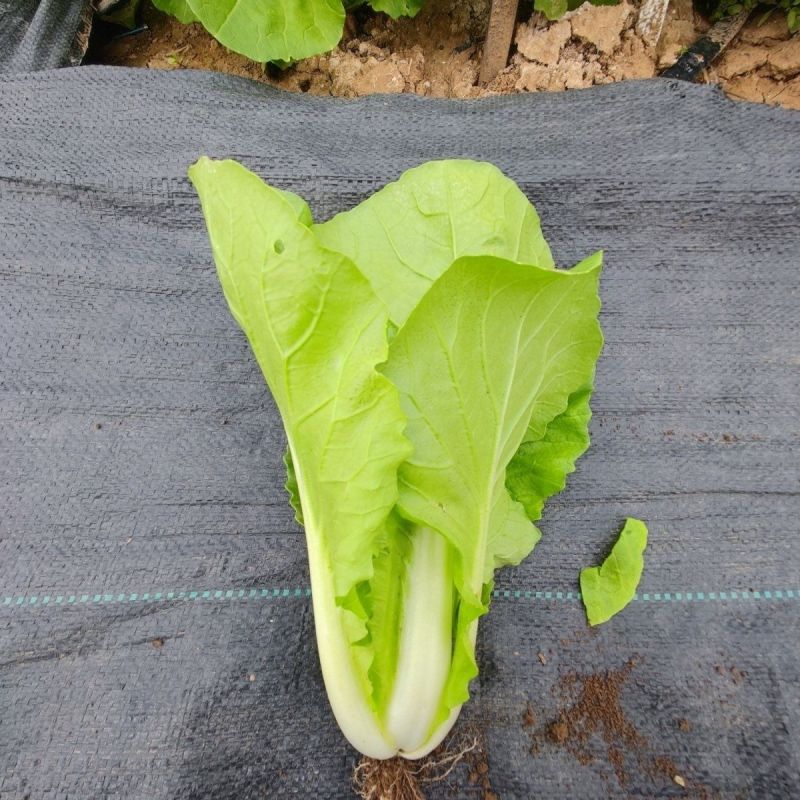 绿领速腾168快菜种子毛白菜小白菜种子耐热耐湿杭白菜种子
