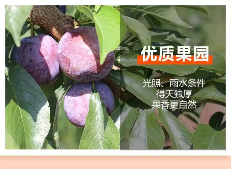 果脯蜜饯休闲半梅干零食梅子新鲜