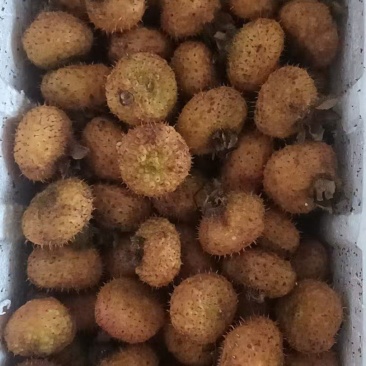 野生刺梨