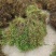 甘肃小扁豆凉粉凉皮扁豆面扁豆芽原料绿扁豆小扁豆