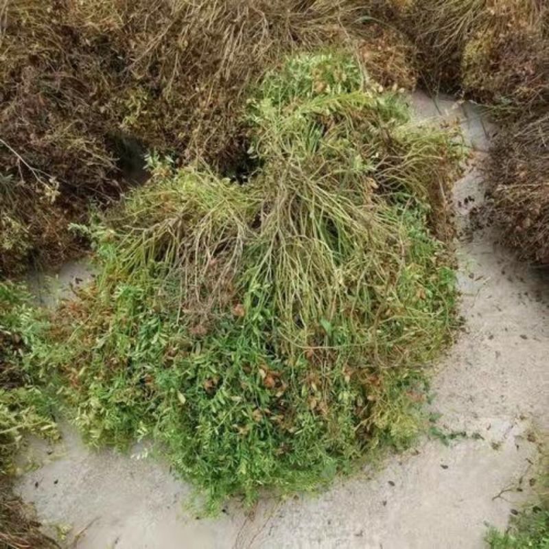 甘肃小扁豆凉粉凉皮扁豆面扁豆芽原料绿扁豆小扁豆