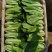 绿领速腾165快菜种子速生结球小白菜种籽无毛白帮耐热耐湿