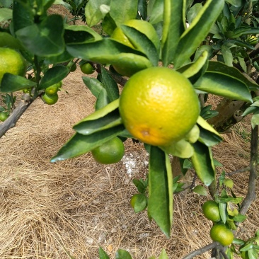 特早蜜橘
