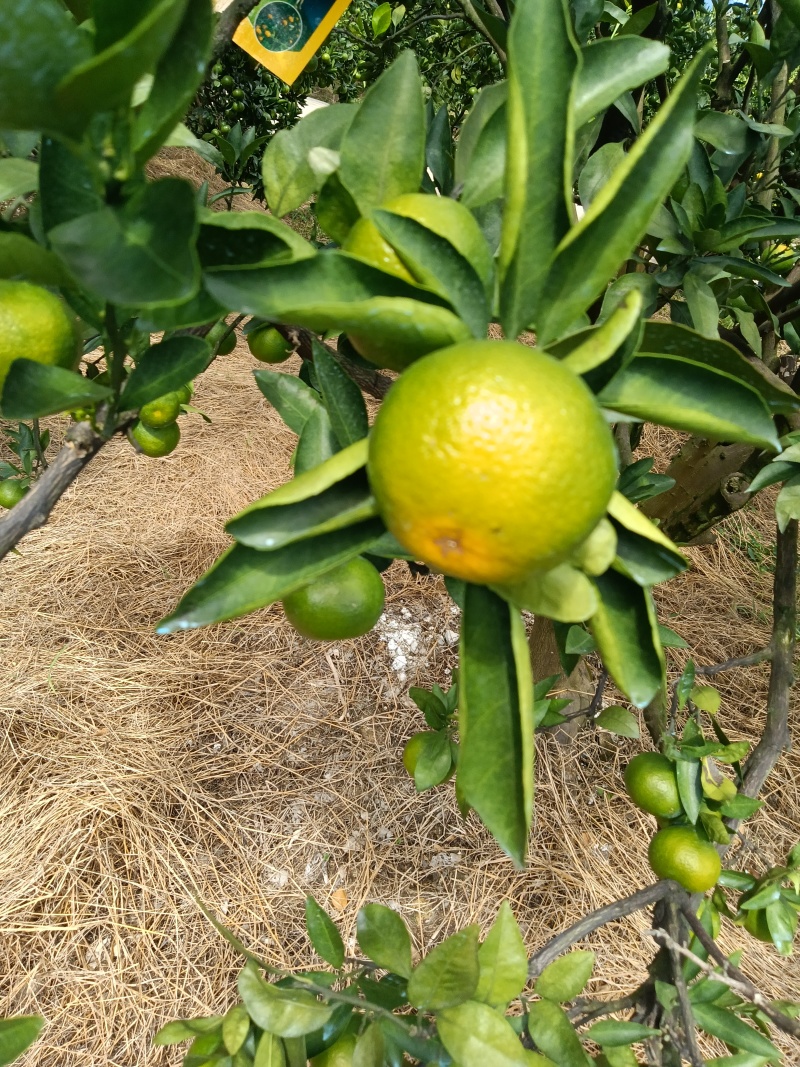特早蜜橘