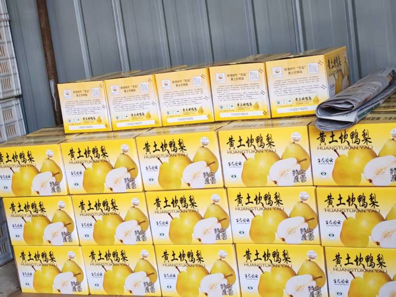 密云黄土坎鸭梨