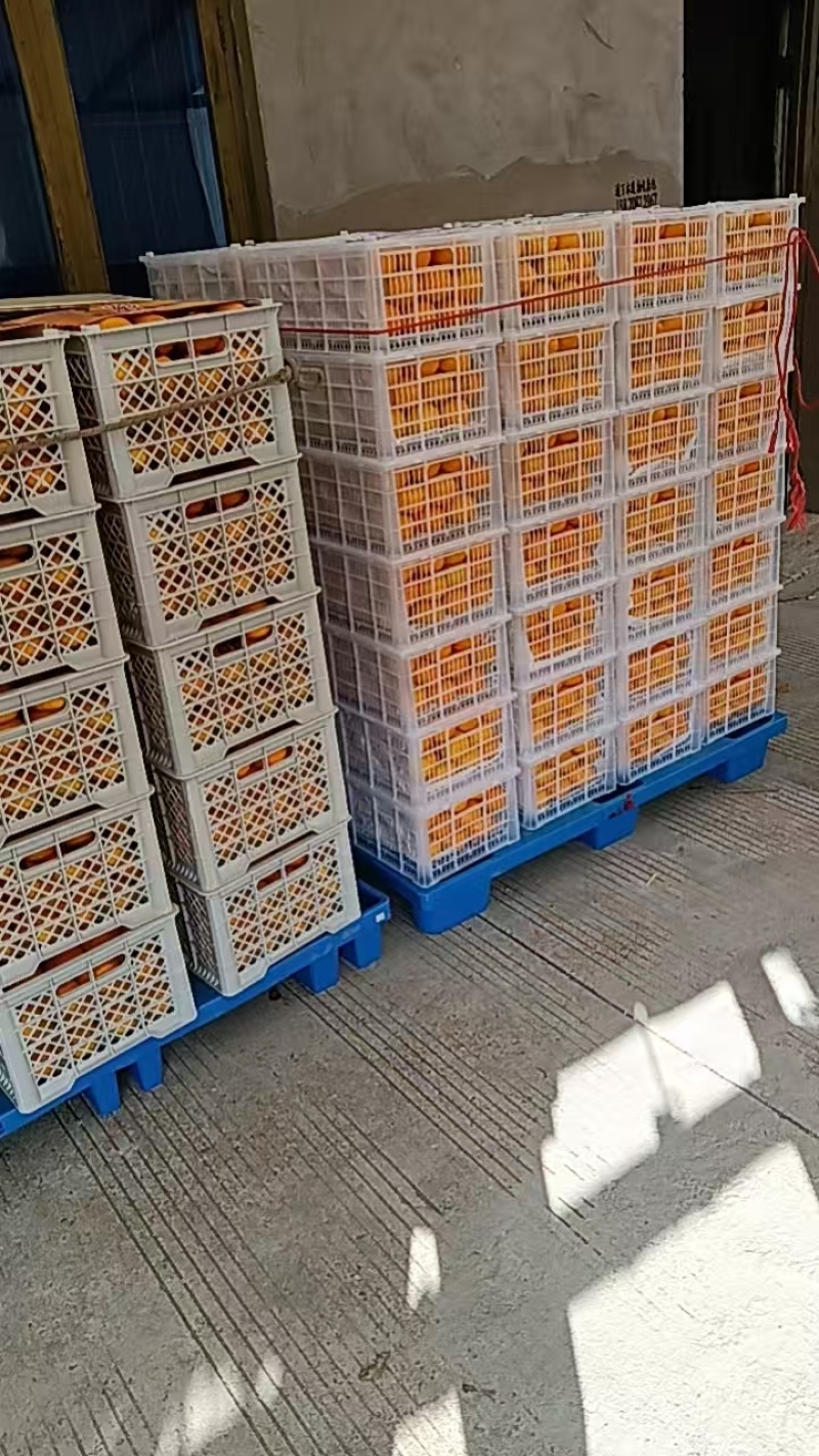 浙江台州涌泉蜜橘，找长期合作商，档口，摊位，