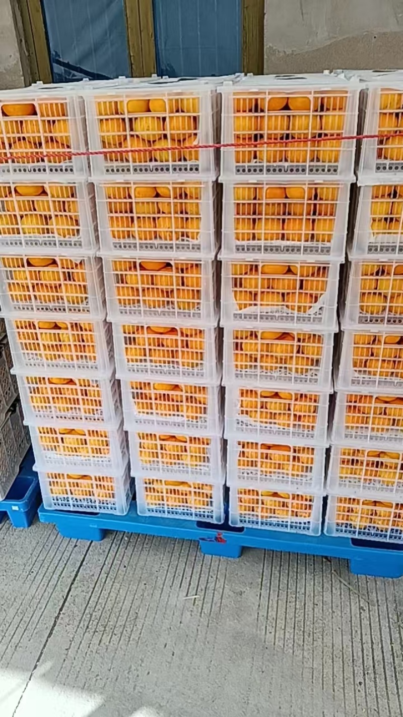 浙江台州涌泉蜜橘，找长期合作商，档口，摊位，
