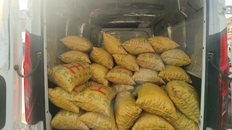 新鲜马蹄现挖现发保证当季马蹄价格实惠需要的联系我