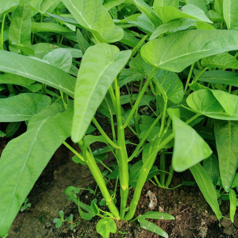 绿领三叉空心菜种子高产耐热耐湿蕹菜通心菜种籽春夏秋季蔬菜