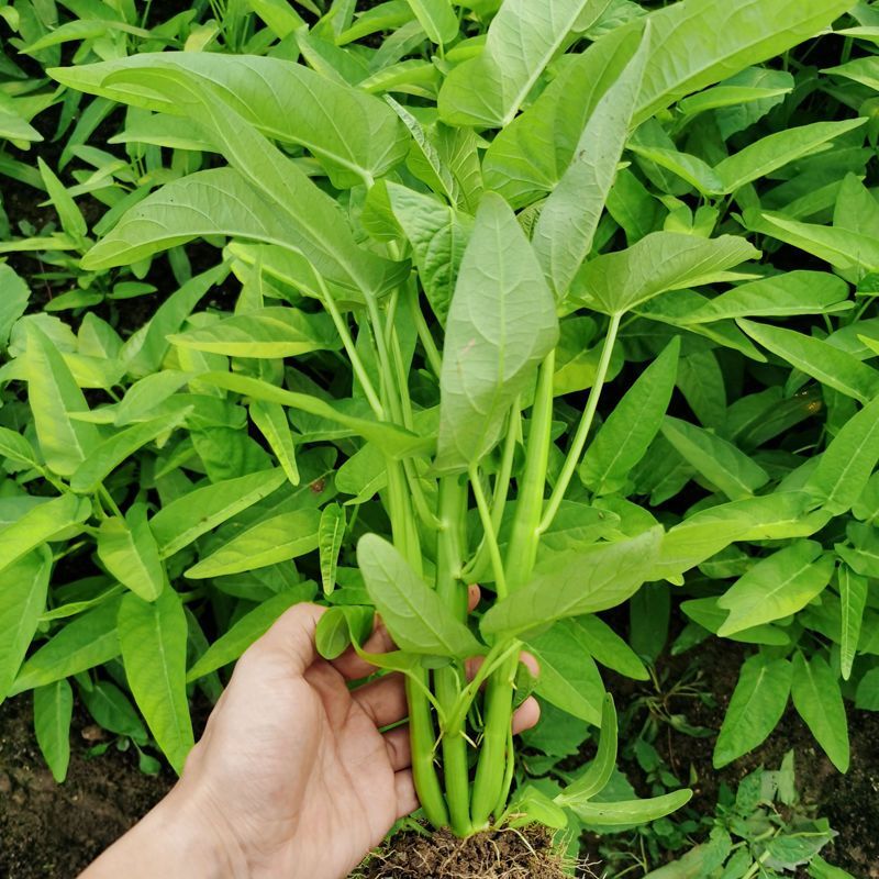 绿领三叉空心菜种子高产耐热耐湿蕹菜通心菜种籽春夏秋季蔬菜