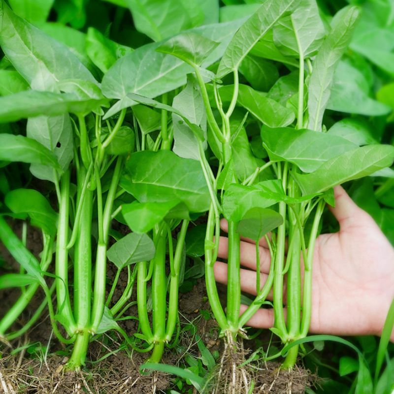 绿领三叉空心菜种子高产耐热耐湿蕹菜通心菜种籽春夏秋季蔬菜