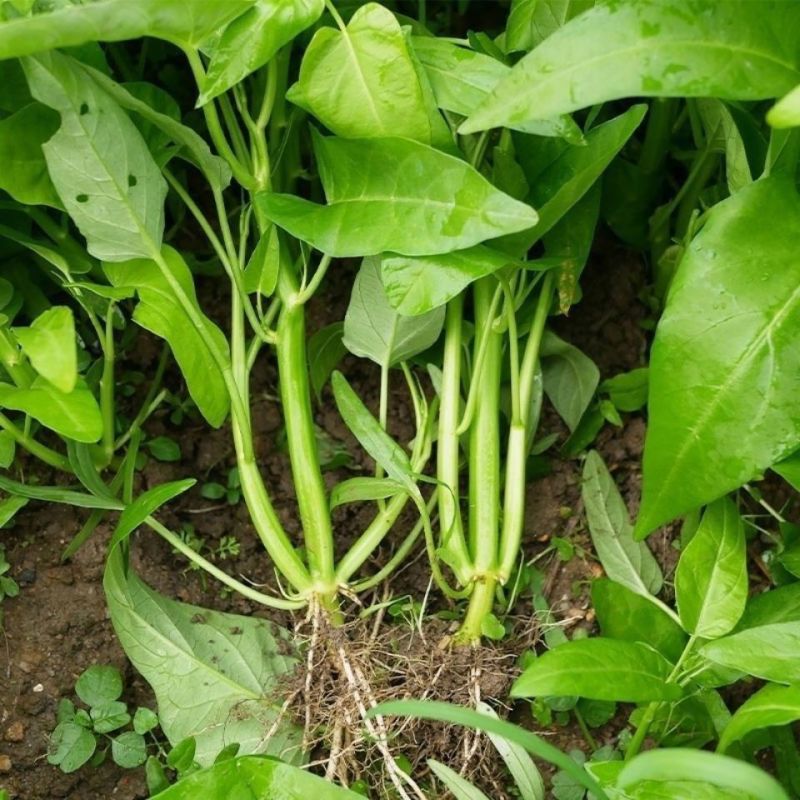 绿领三叉空心菜种子高产耐热耐湿蕹菜通心菜种籽春夏秋季蔬菜
