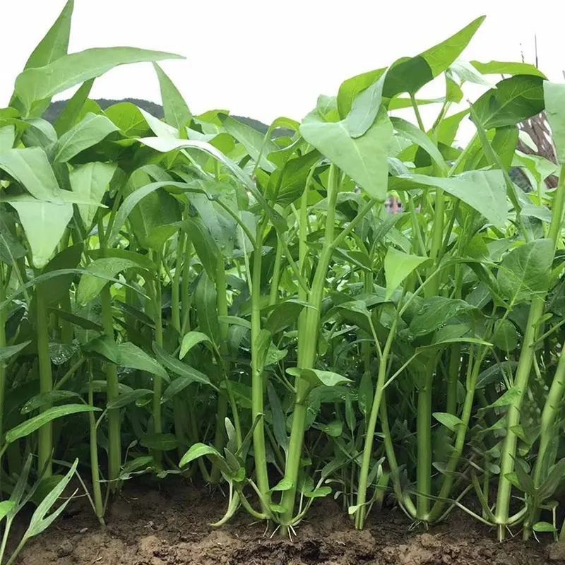 绿领三叉空心菜种子高产耐热耐湿蕹菜通心菜种籽春夏秋季蔬菜