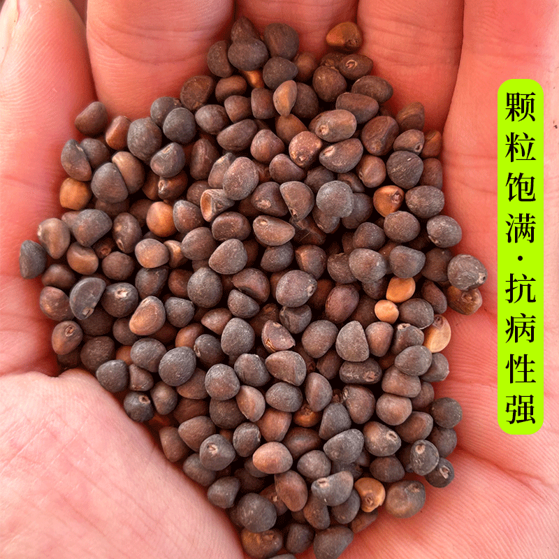 绿领三叉空心菜种子高产耐热耐湿蕹菜通心菜种籽春夏秋季蔬菜