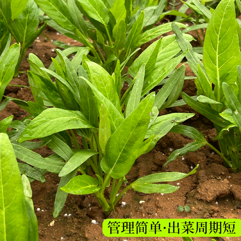 绿领三叉空心菜种子高产耐热耐湿蕹菜通心菜种籽春夏秋季蔬菜