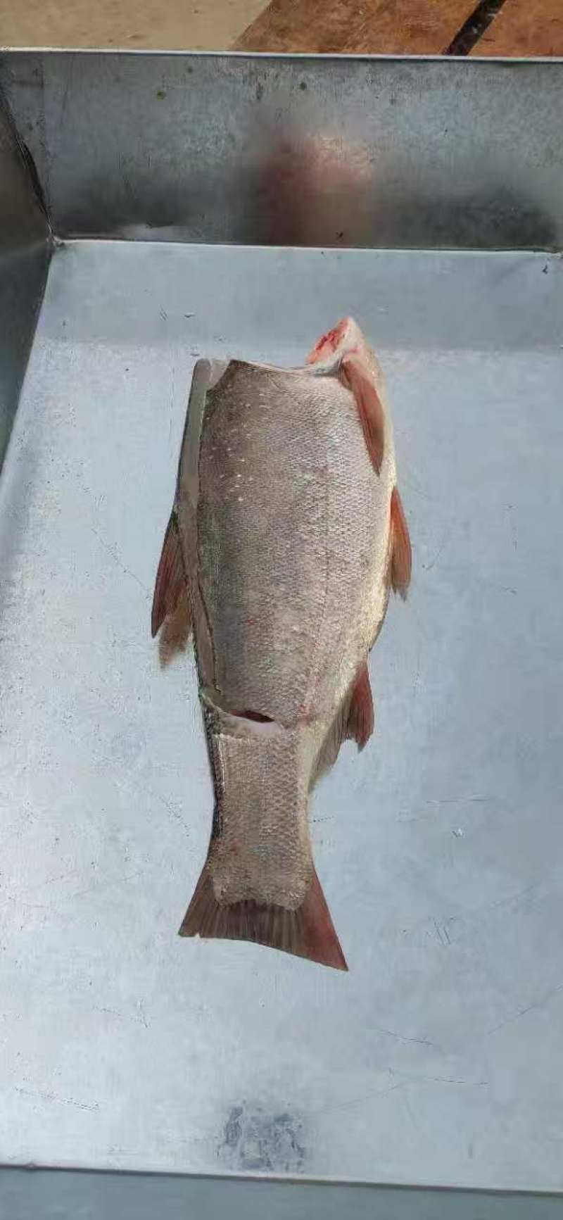 白鲢鱼身