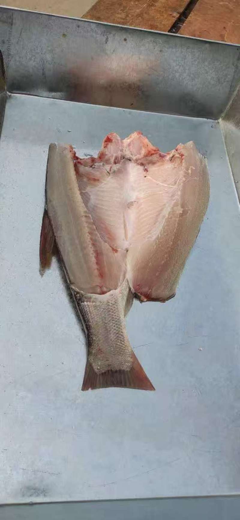 白鲢鱼身