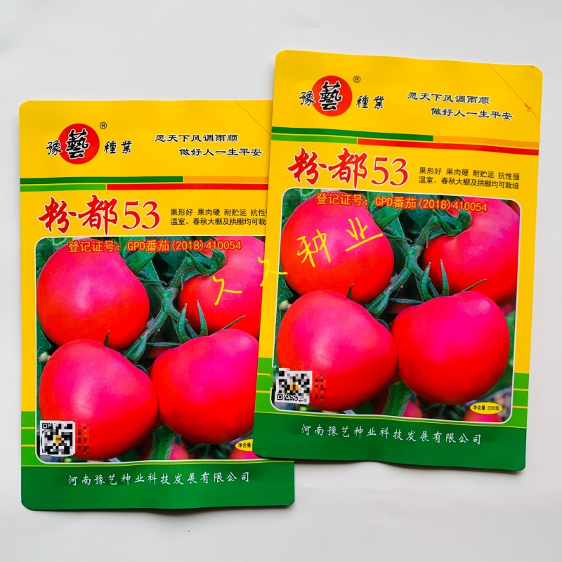 粉都53番茄种子早熟高产抗病耐运蔬菜种籽适用性强阳台庭院