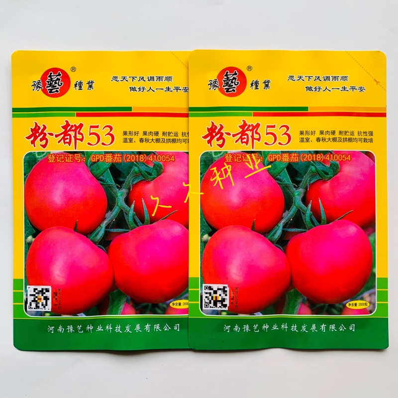 粉都53番茄种子早熟高产抗病耐运蔬菜种籽适用性强阳台庭院
