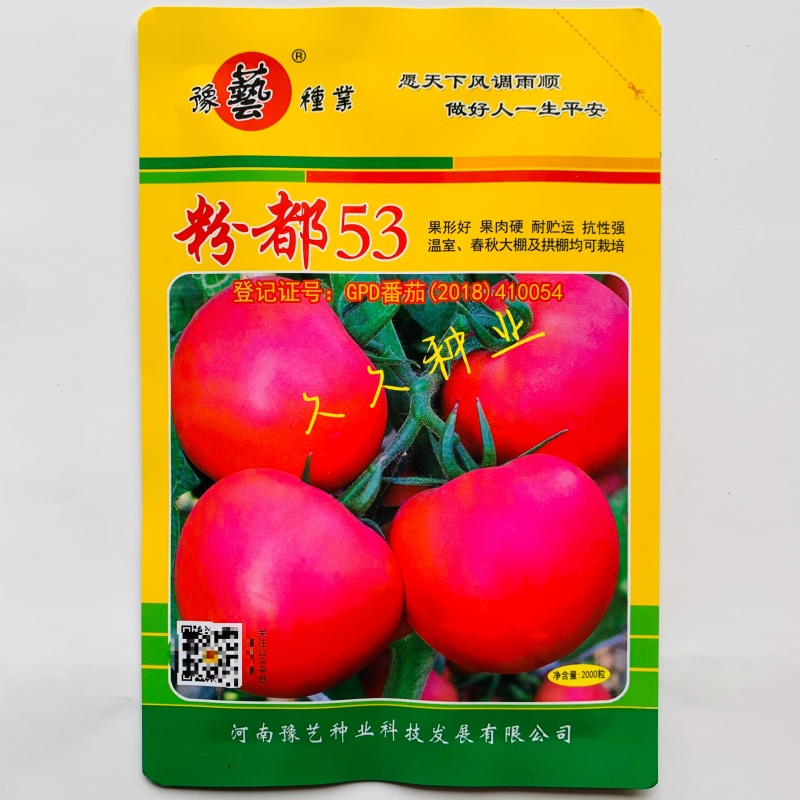 粉都53番茄种子早熟高产抗病耐运蔬菜种籽适用性强阳台庭院
