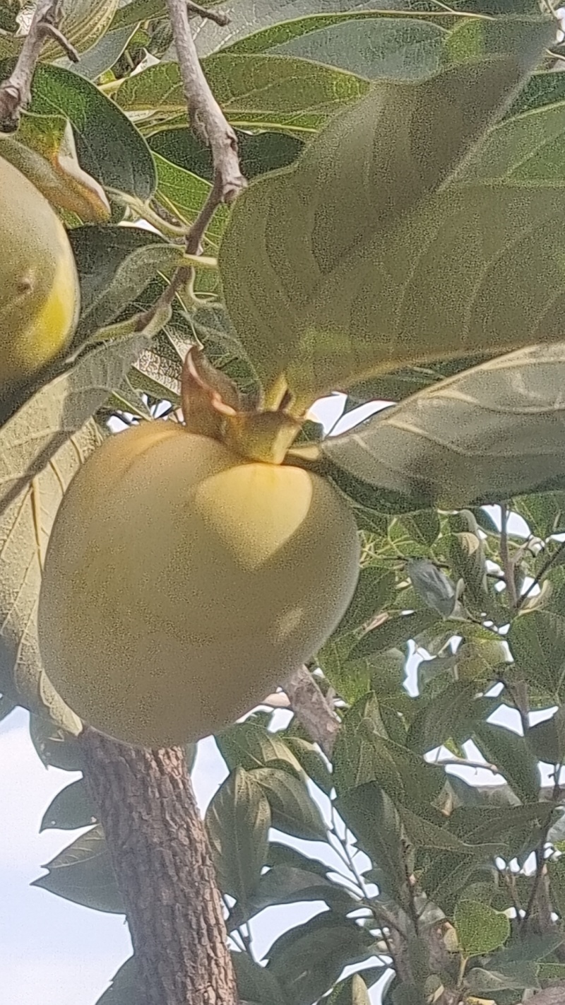 牛心柿子
