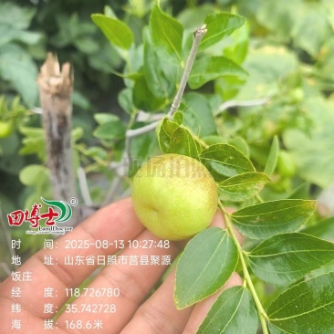 山东日照蟠枣种植基地已成熟，欢迎采购，对接电商