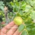 山东日照蟠枣种植基地已成熟，欢迎采购，对接电商