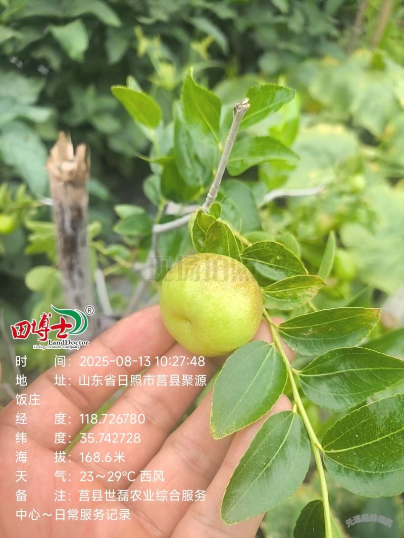 山东日照蟠枣种植基地已成熟，欢迎采购，对接电商