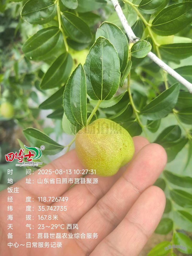 山东日照蟠枣种植基地已成熟，欢迎采购，对接电商