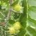 山东日照蟠枣种植基地已成熟，欢迎采购，对接电商