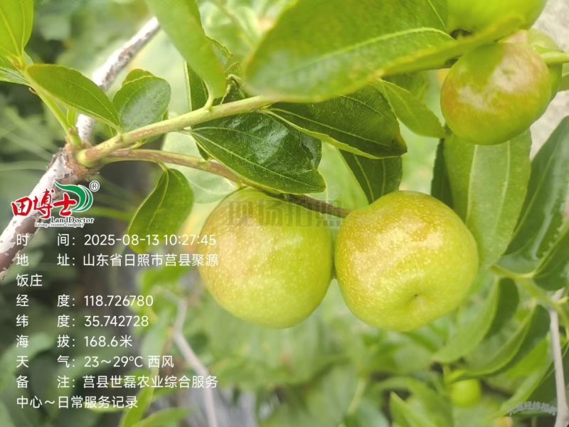 山东日照蟠枣种植基地已成熟，欢迎采购，对接电商