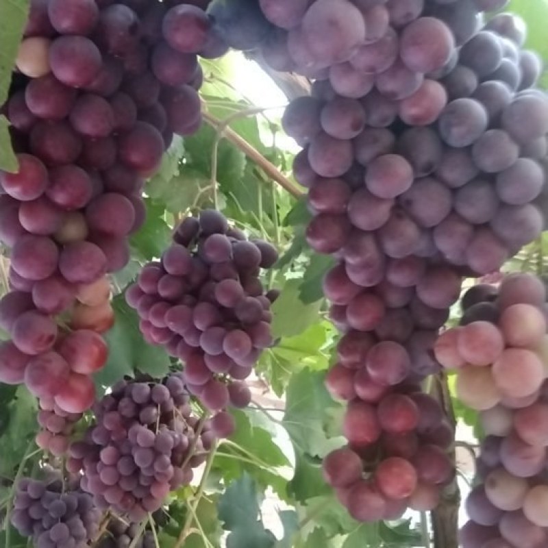 沙漠红提