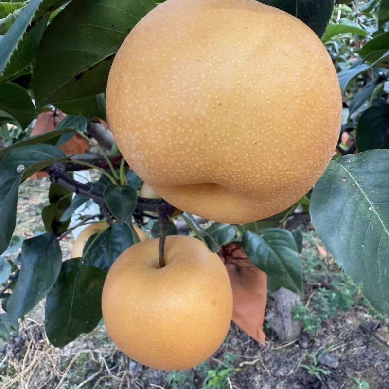 秋月梨
