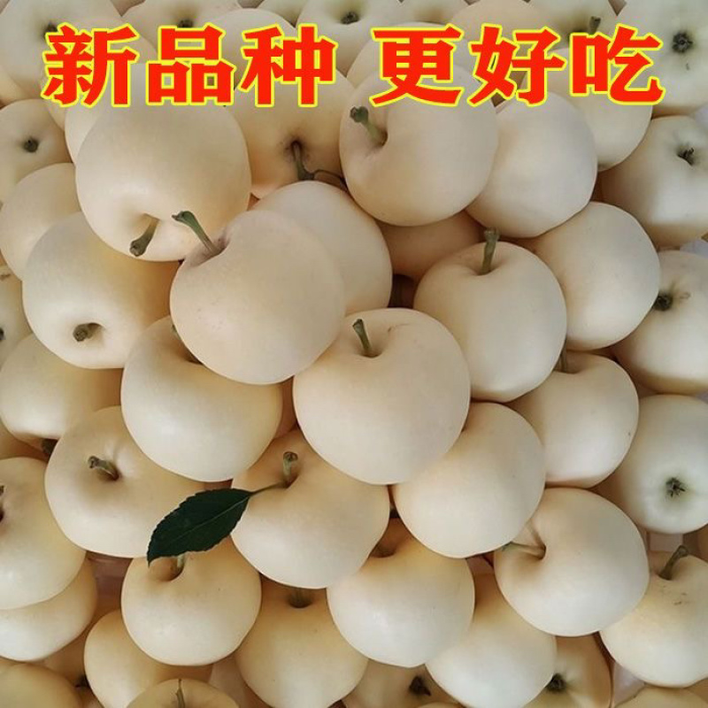 山东奶油富士苹果一件代发