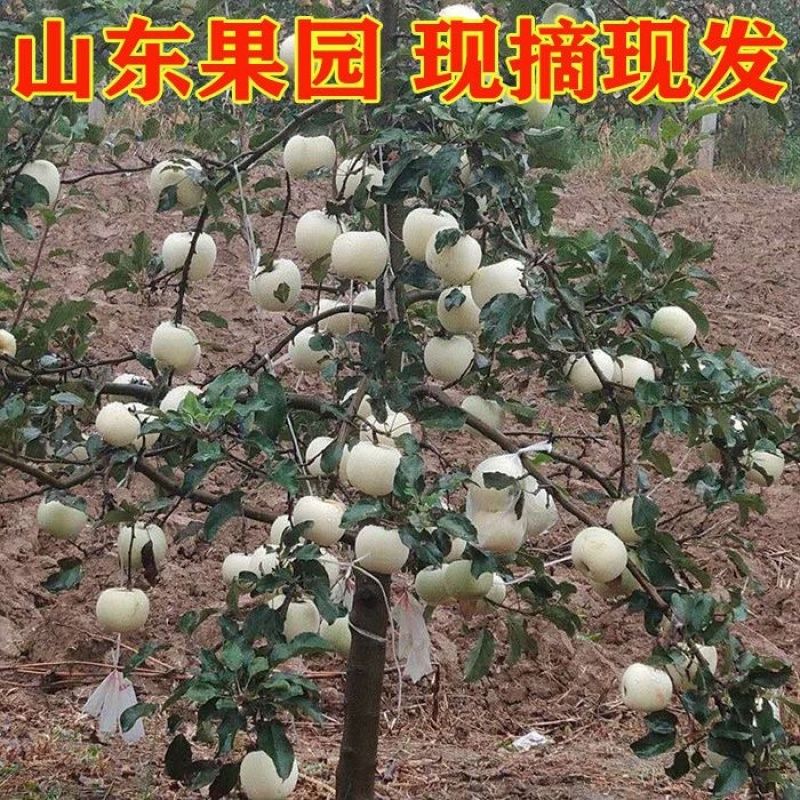 山东奶油富士苹果一件代发