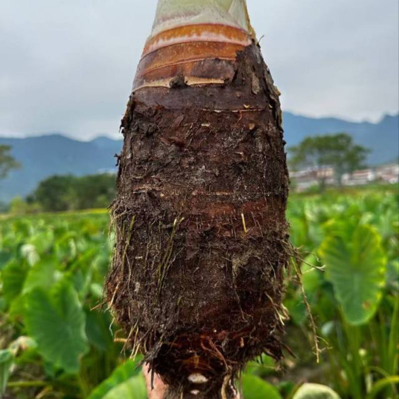 广西万亩基地炮弹芋种子种苗