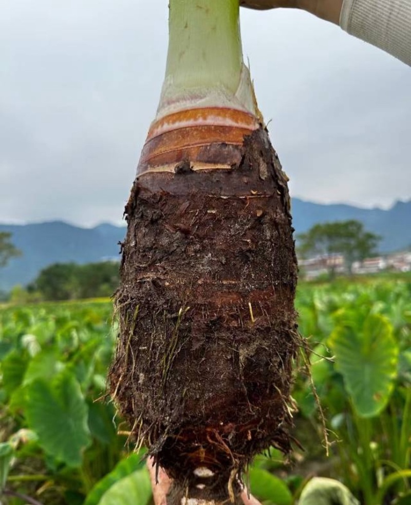 广西万亩基地炮弹芋种子种苗
